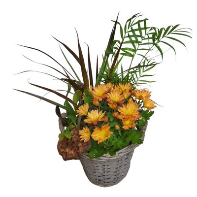 Fall Mum Planter Basket