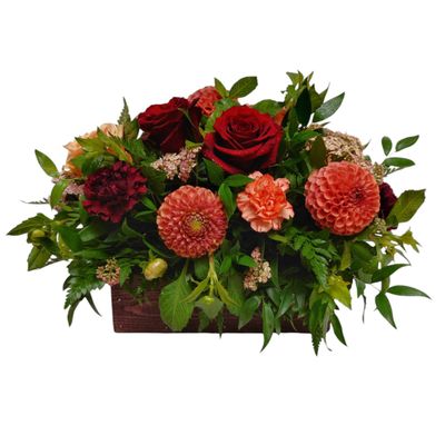 Darling Dahlia
