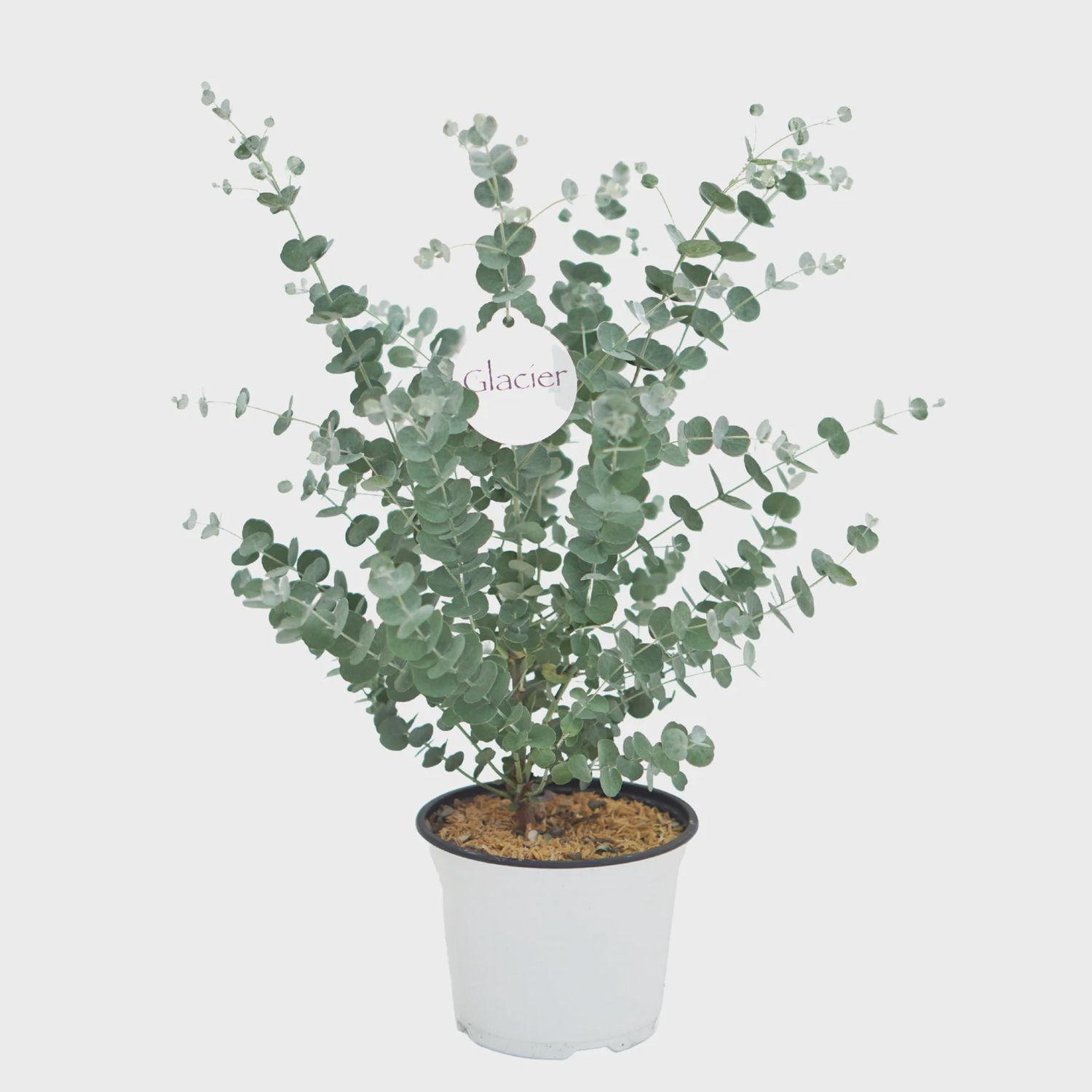 Eucalyptus Bare Pot 6 Inches