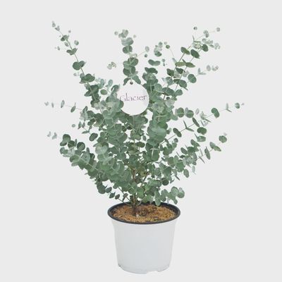 Eucalyptus Bare Pot 6 Inches