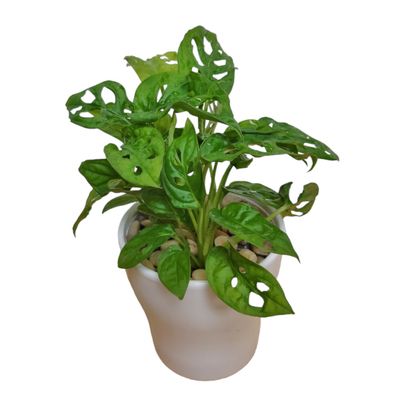 Swiss Cheese Planter