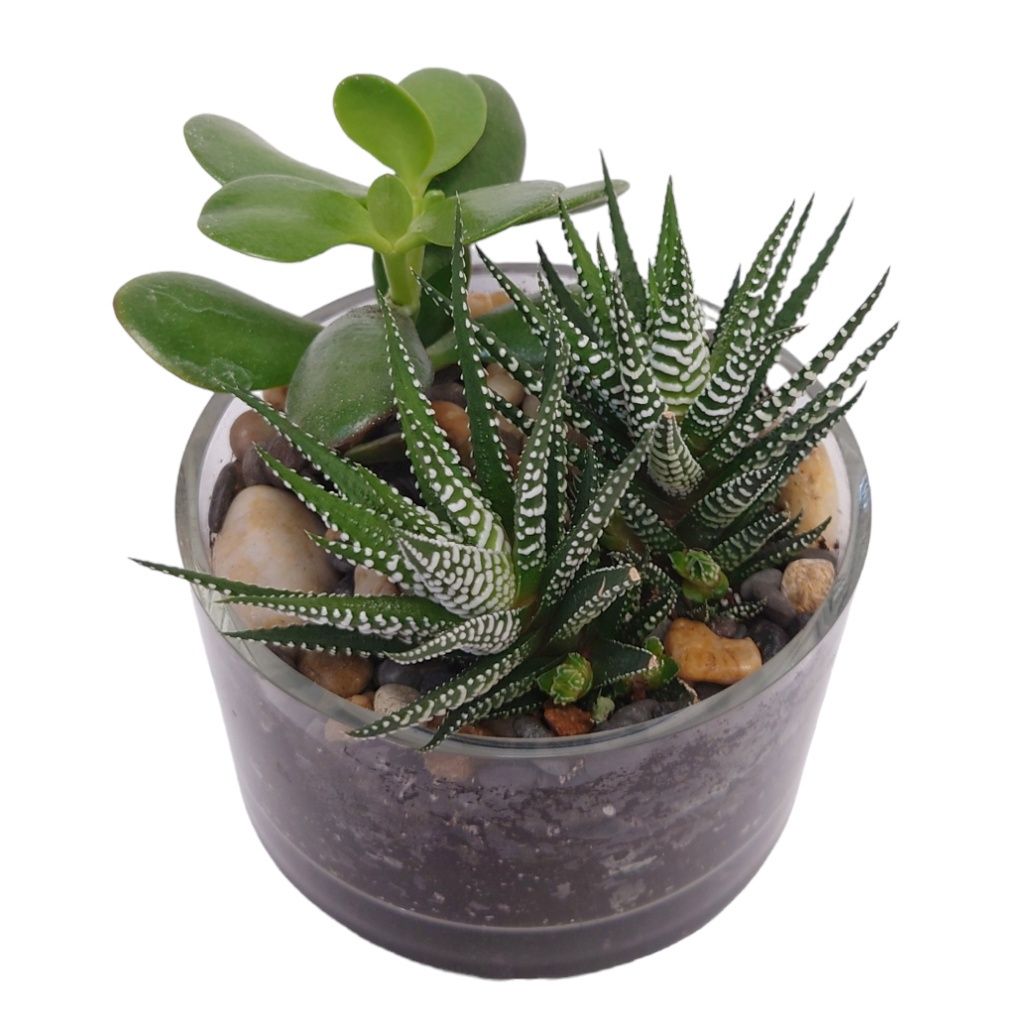 Succulent Dish Garden