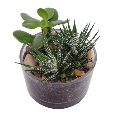 Succulent Dish Garden