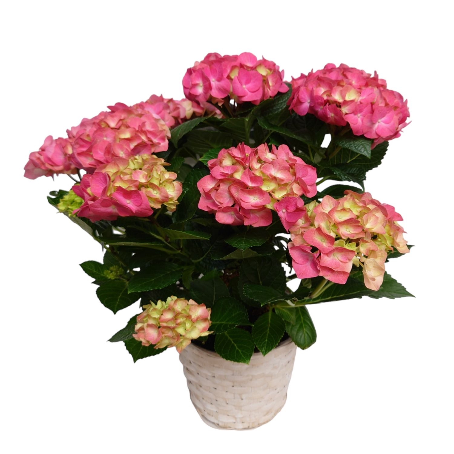 Blooming Hydrangea