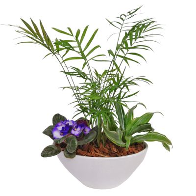 Tropical Dish Garden