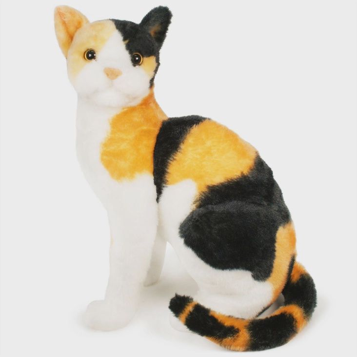 Catalina the Calico Cat