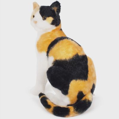Catalina the Calico Cat