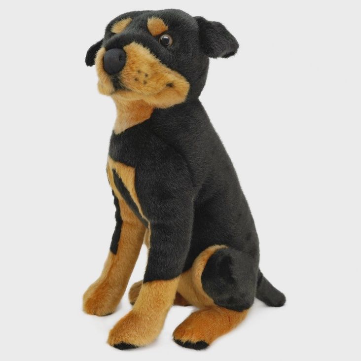 Ronin the Rottweiler