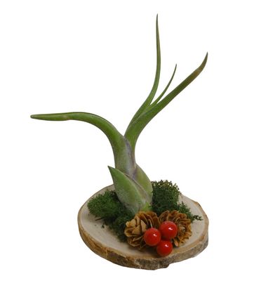 Christmas Air Plant Cutie