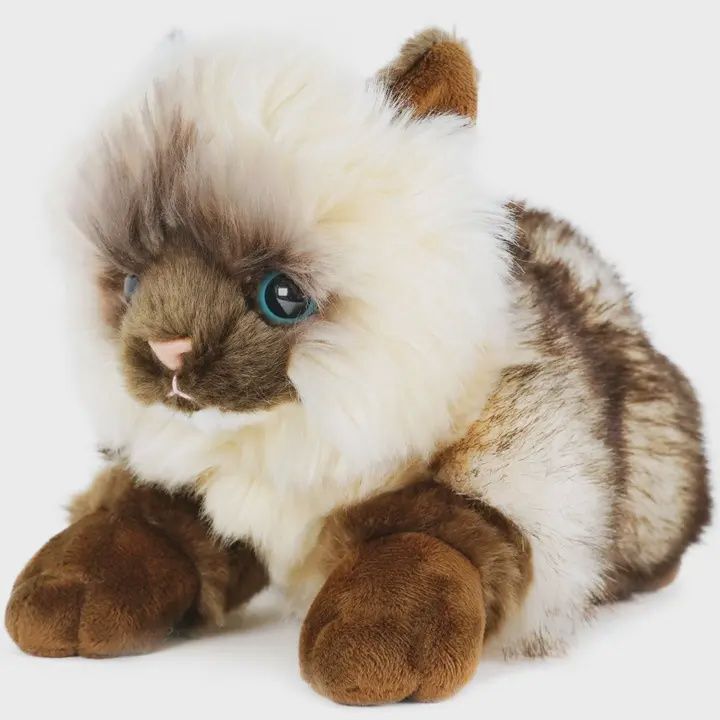Fancy Persian Cat