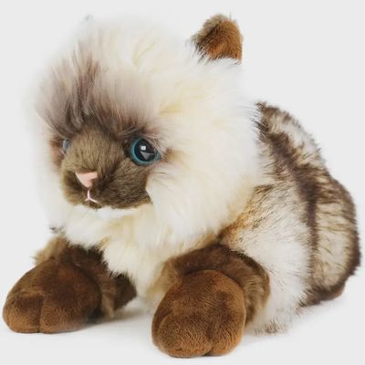 Fancy Persian Cat