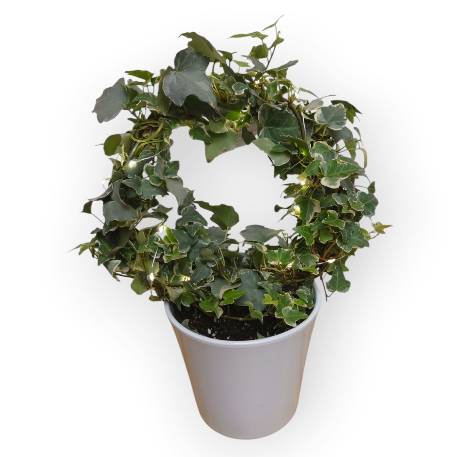 Beautiful circle Ivy with Lights