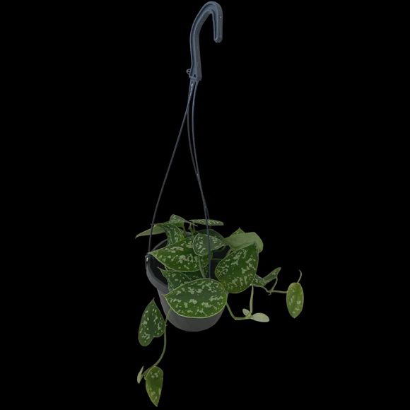 Scindapsus Pictus Exotica 6&#39;&#39;