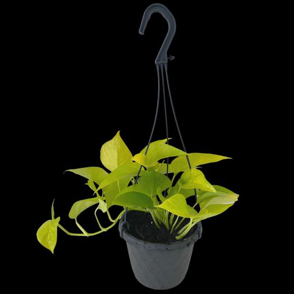 Pothos Lime 6&#39;&#39;