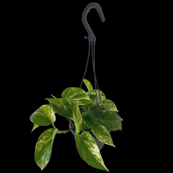 Pothos Marble Queen 6&#39;&#39;