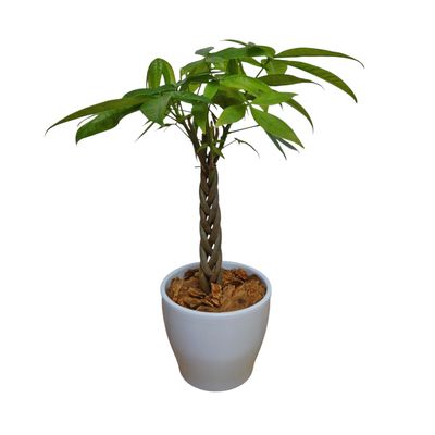 Mini Money Tree