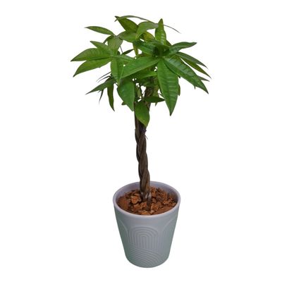 Mini Money Tree