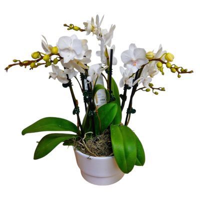 Elegant Orchid