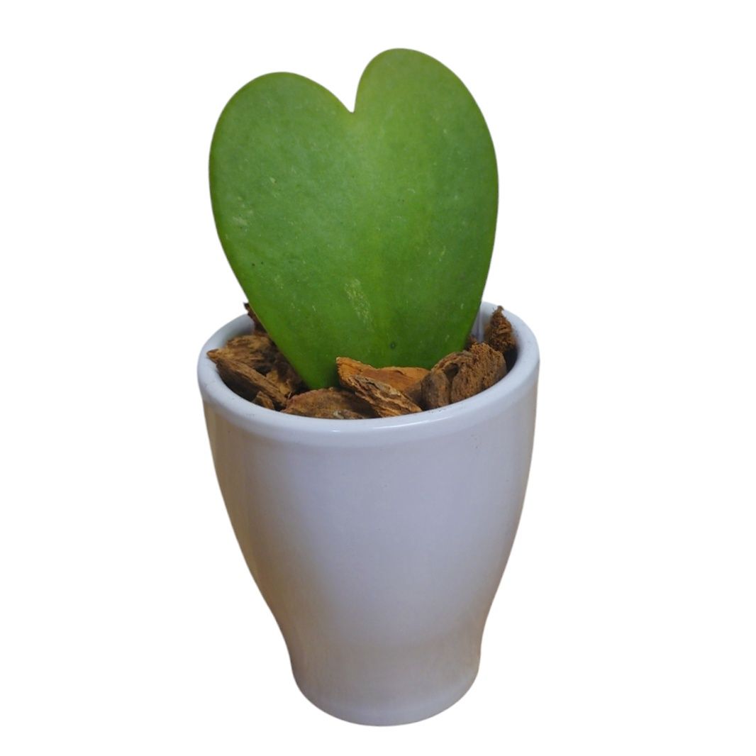 Hoya Heart