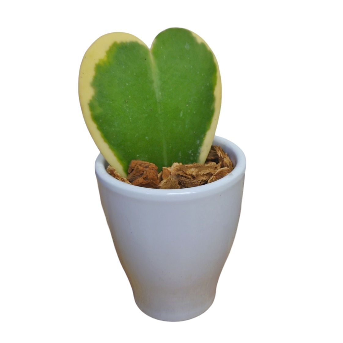 Hoya Heart