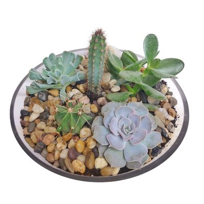 Exotic Succulent Bowl