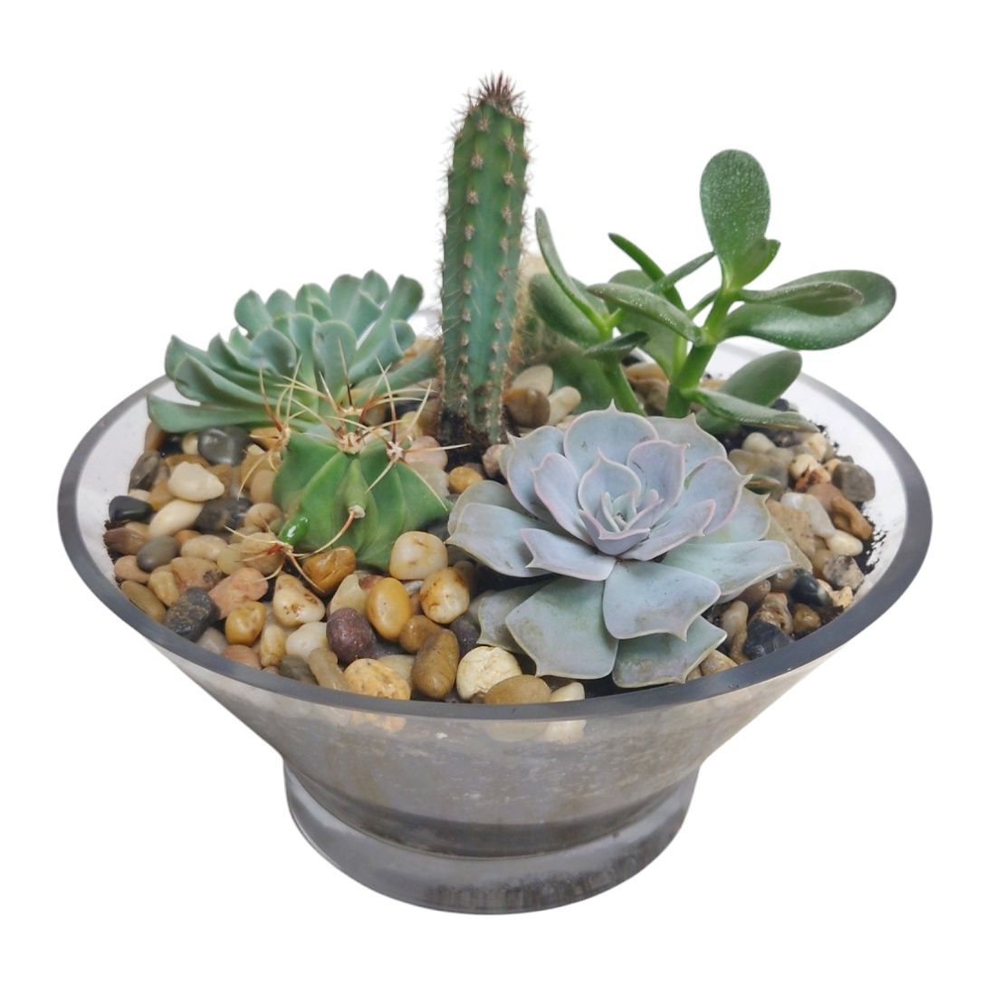Exotic Succulent Bowl