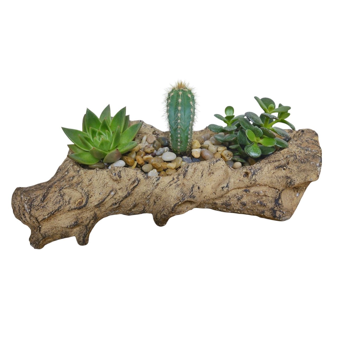 Cacti Log