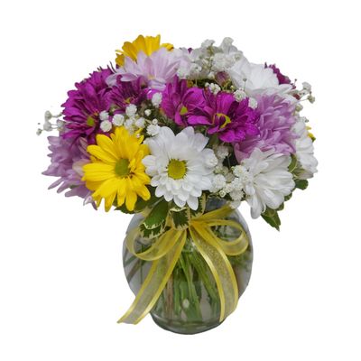 Colorful Daisies
