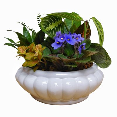 Victorian Dish Garden