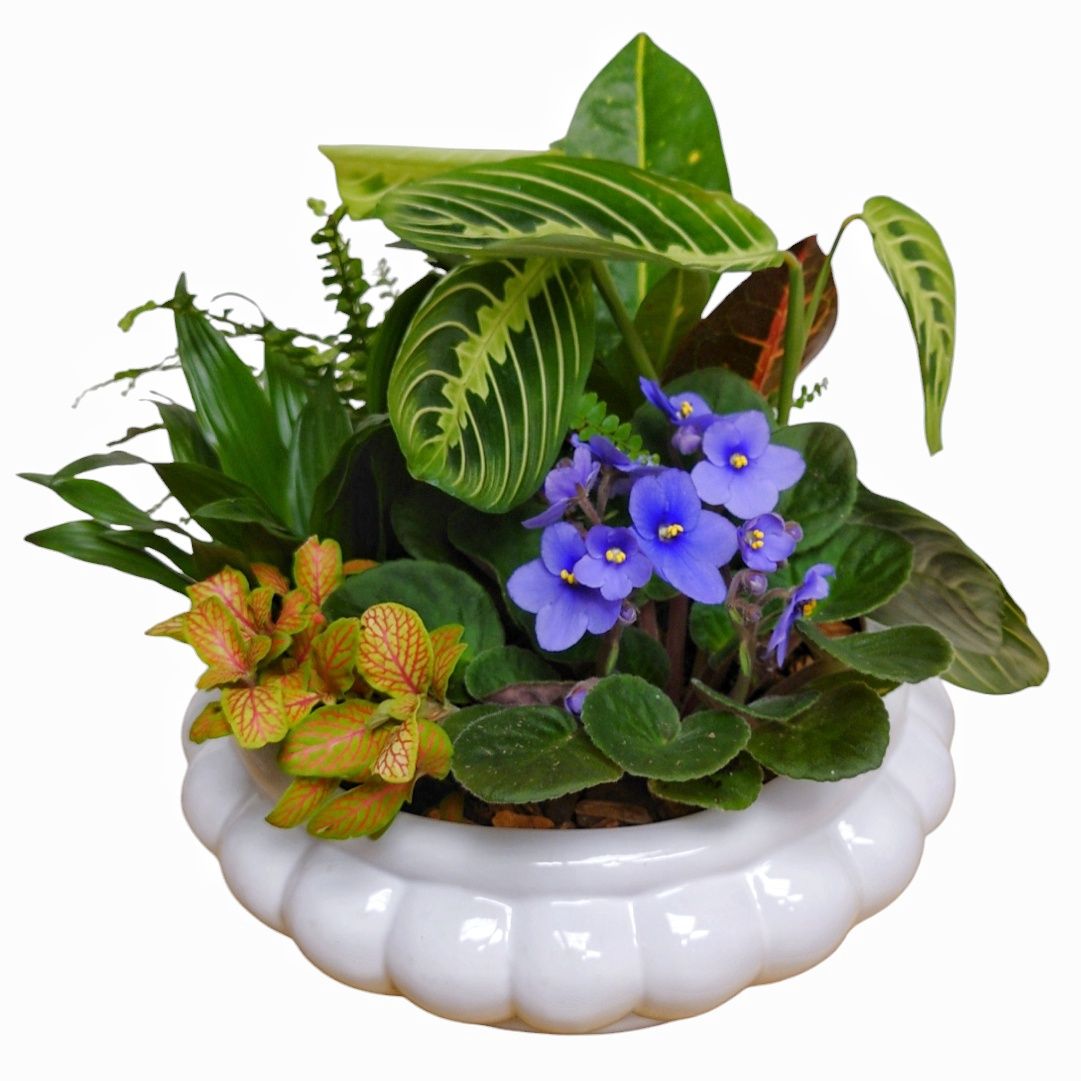 Victorian Dish Garden