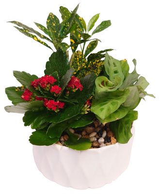 Carolina Planter