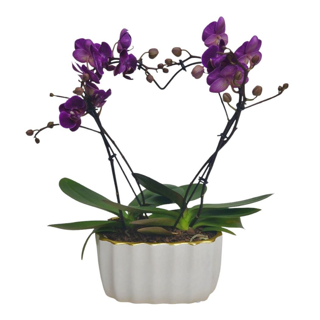 Heart Orchid