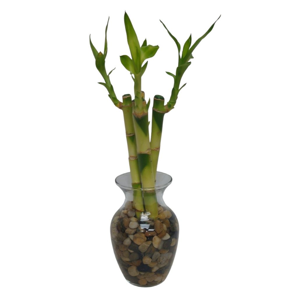 Small Bamboo