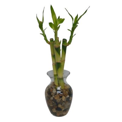 Small Bamboo