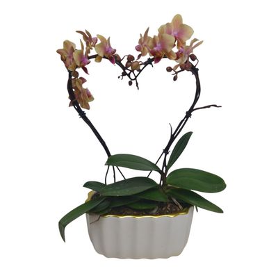 Heart Orchid