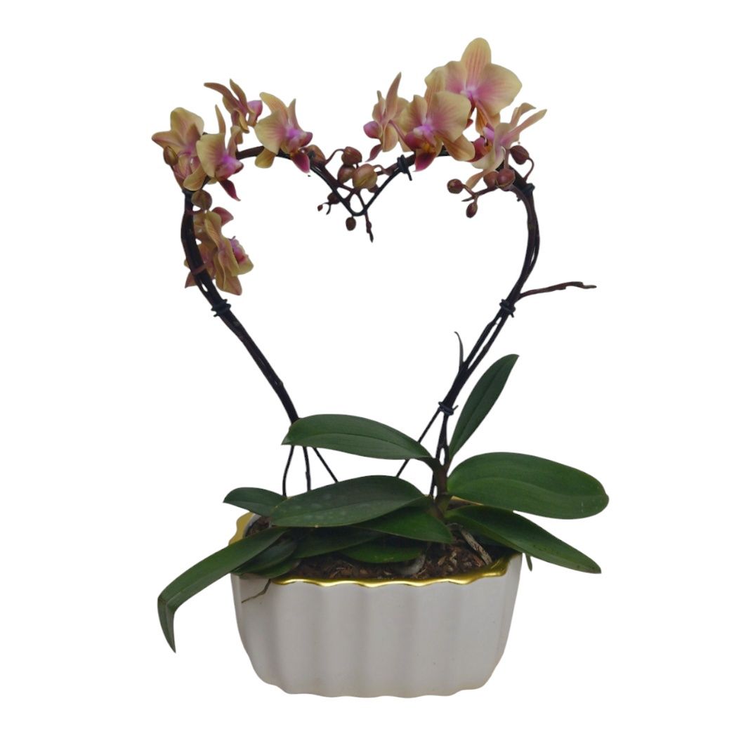 Heart Orchid