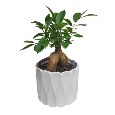 Ginseng  Bonsai