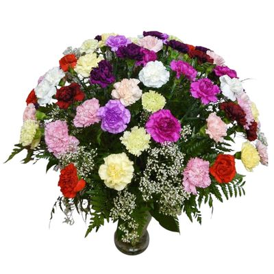 Splendid Carnations