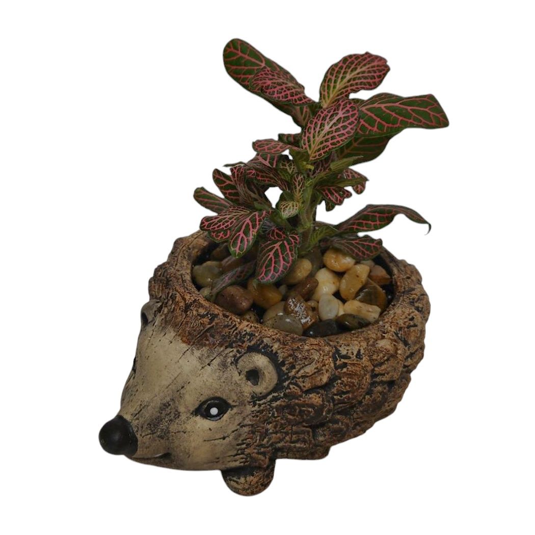 Hedgehog Fittonia Plant