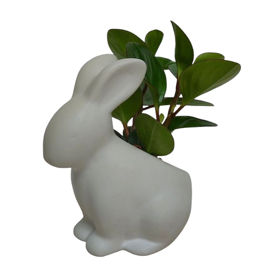Bunny Pepperomia
