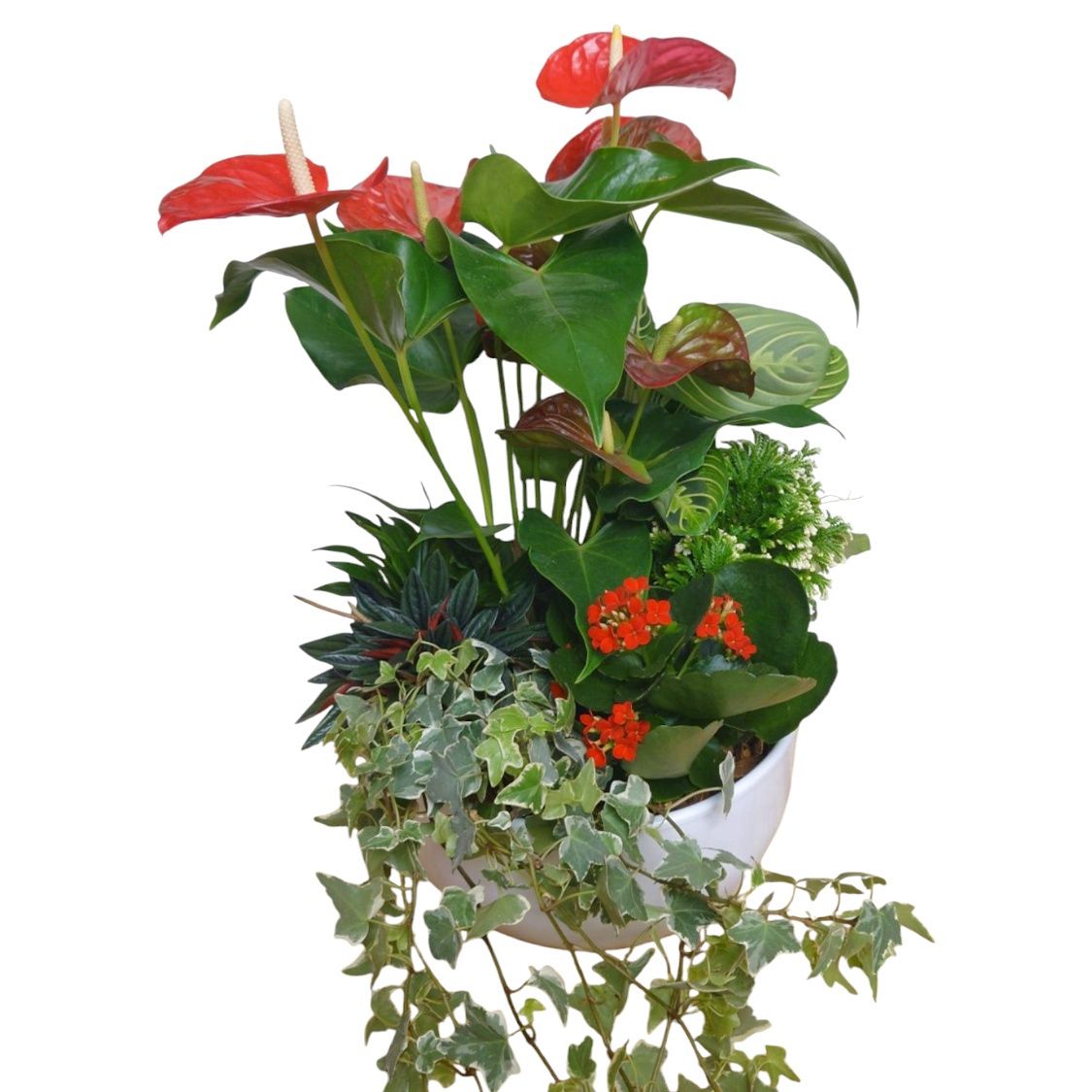 Exotic Glory Planter