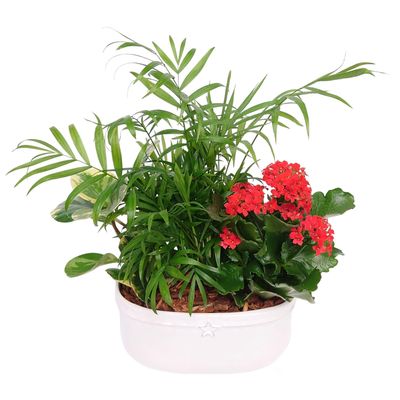Harmony Planter