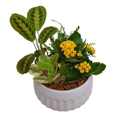 Destiny Dish Garden