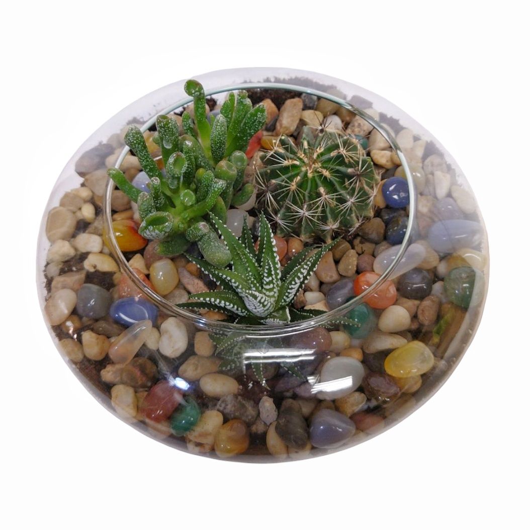 Succulent Gems