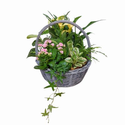 Leilani Plant Basket