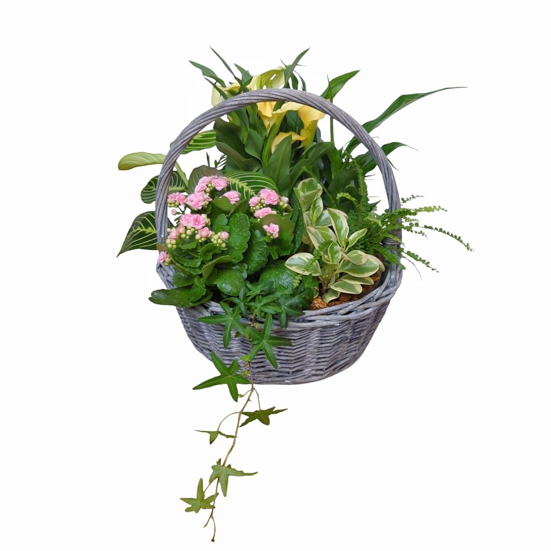 Leilani Plant Basket