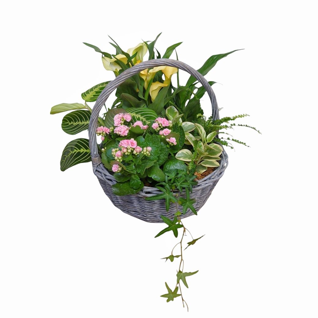 Leilani Plant Basket