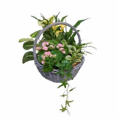 Leilani Plant Basket