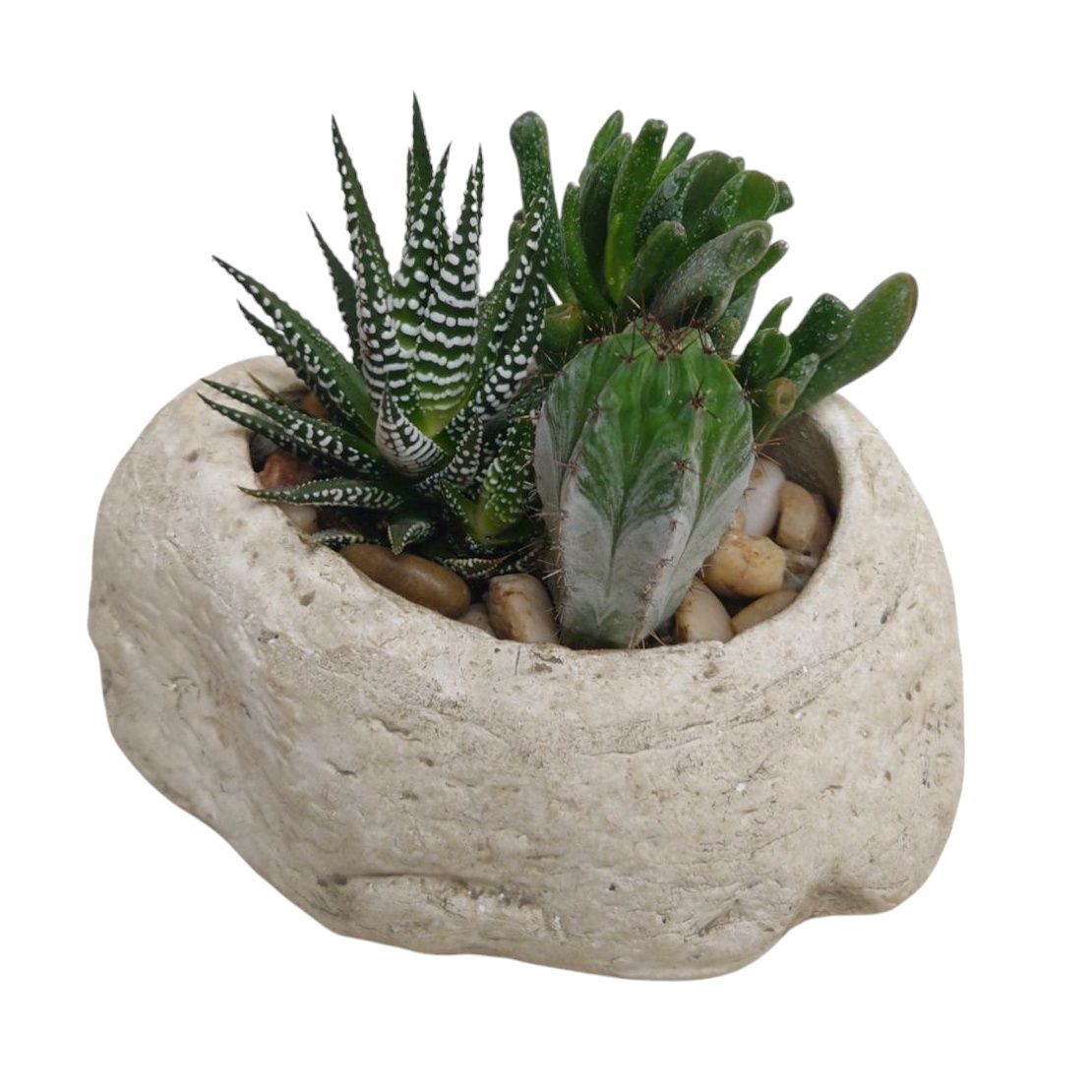 Succulent Stone