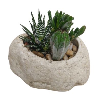 Succulent Stone